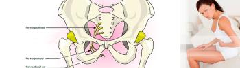 nervio pudendo, embarazo y parto nervio pudendo, embarazo y parto
